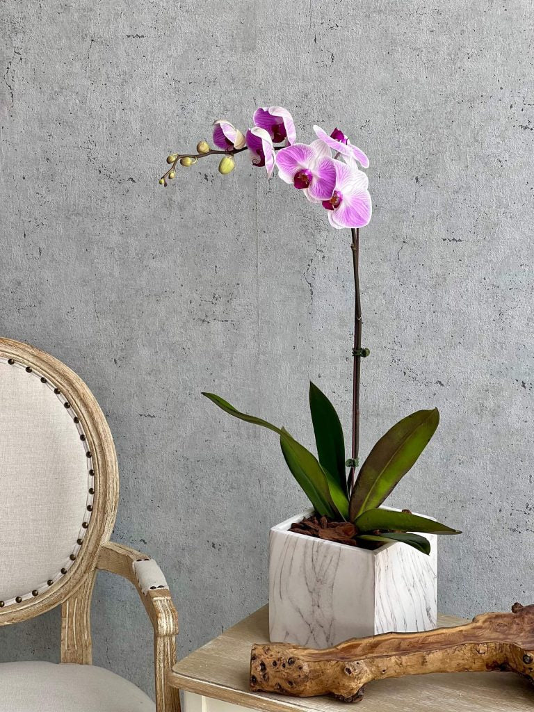 Light Purple Orchid