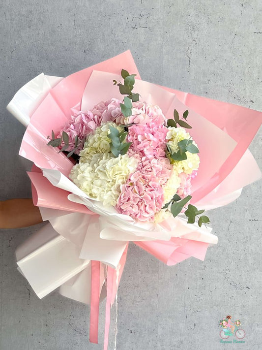 Hydrangea