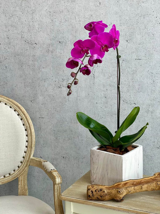 Purple Orchid