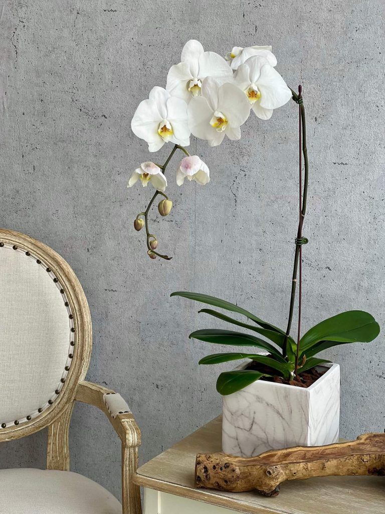 White Orchid